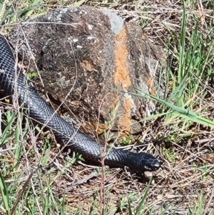 Pseudechis porphyriacus at Denman Prospect, ACT - 25 Sep 2021