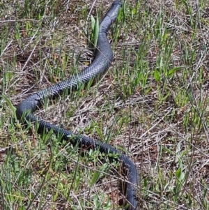 Pseudechis porphyriacus at Denman Prospect, ACT - 25 Sep 2021