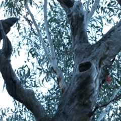 Callocephalon fimbriatum (Gang-gang Cockatoo) at Acton, ACT - 24 Sep 2021 by jbromilow50