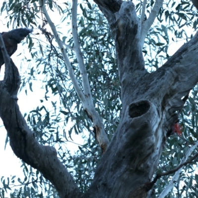 Callocephalon fimbriatum (Gang-gang Cockatoo) at Acton, ACT - 24 Sep 2021 by jb2602