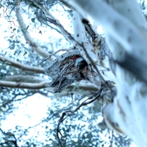 Callocephalon fimbriatum at Acton, ACT - suppressed