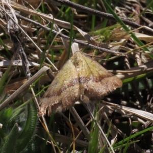 Anachloris subochraria at Theodore, ACT - 25 Sep 2021