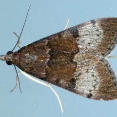 Uresiphita ornithopteralis (Tree Lucerne Moth) at Ainslie, ACT - 23 Sep 2021 by jbromilow50