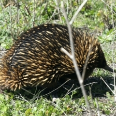 Tachyglossus aculeatus (Short-beaked Echidna) at Hackett, ACT - 23 Sep 2021 by jb2602