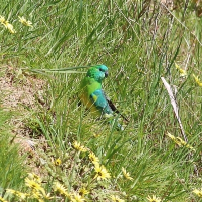 Psephotus haematonotus (Red-rumped Parrot) at Tallangatta, VIC - 24 Sep 2021 by Kyliegw