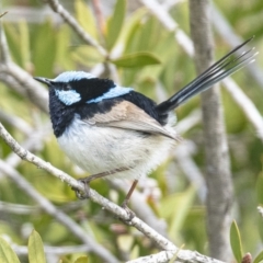 Malurus cyaneus at Googong, NSW - 20 Sep 2021 01:49 PM