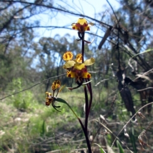 Diuris pardina at Hawker, ACT - suppressed