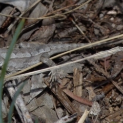 Amphibolurus muricatus (Jacky Lizard) at Boro - 19 Sep 2021 by Paul4K