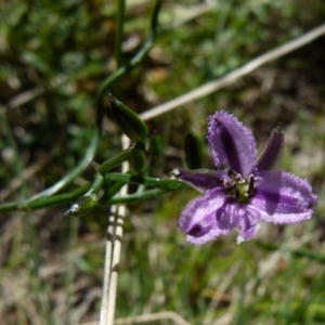 Thysanotus patersonii at Boro, NSW - 20 Sep 2021