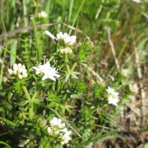 Asperula conferta at Holt, ACT - 25 Sep 2021