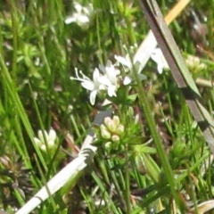 Asperula conferta at Holt, ACT - 25 Sep 2021