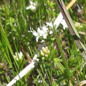 Asperula conferta at Holt, ACT - 25 Sep 2021