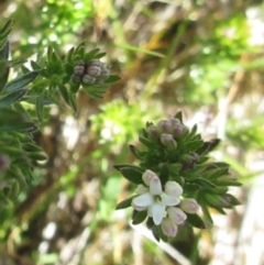 Asperula conferta at Holt, ACT - 25 Sep 2021