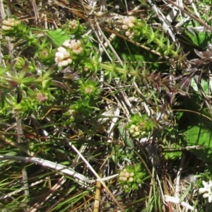 Asperula conferta at Holt, ACT - 25 Sep 2021