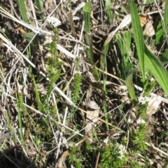 Asperula conferta at Holt, ACT - 25 Sep 2021