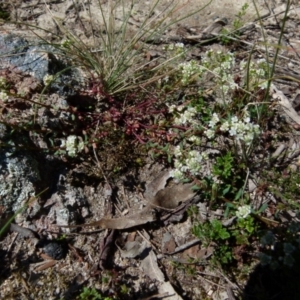 Poranthera microphylla at Boro, NSW - suppressed