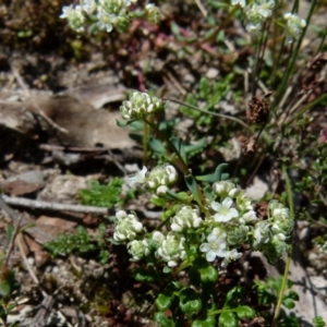 Poranthera microphylla at Boro, NSW - suppressed