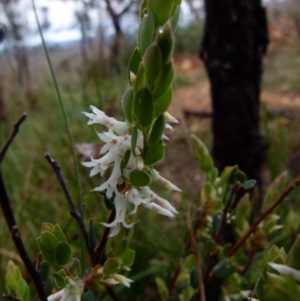 Brachyloma daphnoides at Boro, NSW - suppressed