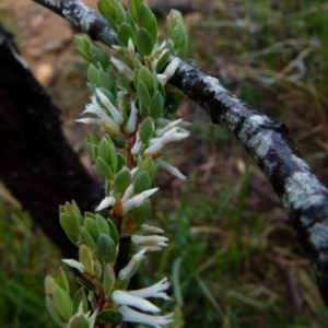 Brachyloma daphnoides at Boro, NSW - suppressed