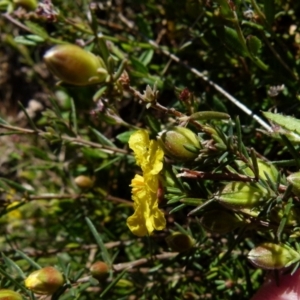 Hibbertia sp. at Boro, NSW - suppressed