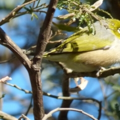 Zosterops lateralis (Silvereye) at Boro - 20 Sep 2021 by Paul4K