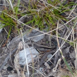 Cryptobothrus chrysophorus at Boro, NSW - 21 Sep 2021