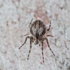 Araneinae (subfamily) (Orb weaver) at Bruce, ACT - 23 Sep 2021 by Roger