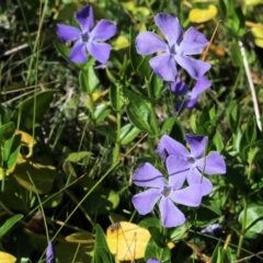 Vinca major (Blue Periwinkle) at Chiltern, VIC - 25 Sep 2021 by KylieWaldon