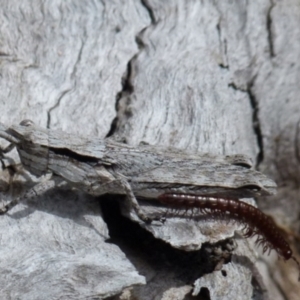 Coryphistes ruricola at Boro, NSW - 21 Sep 2021