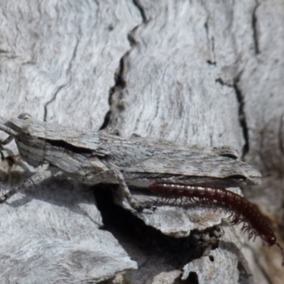 Coryphistes ruricola (Bark-mimicking Grasshopper) at Boro, NSW - 21 Sep 2021 by Paul4K