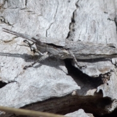 Coryphistes ruricola at Boro, NSW - 21 Sep 2021