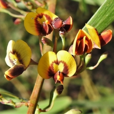 Daviesia leptophylla (Slender Bitter Pea) at Tuggeranong DC, ACT - 24 Sep 2021 by JohnBundock