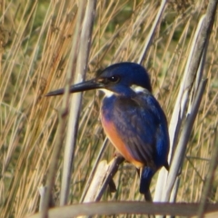 Ceyx azureus (Azure Kingfisher) at Macgregor, ACT - 6 Aug 2021 by Christine