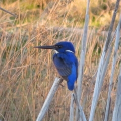 Ceyx azureus at Macgregor, ACT - 6 Aug 2021