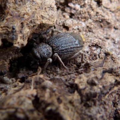 Cubicorhynchus sp. (genus) (Ground weevil) at Boro, NSW - 21 Sep 2021 by Paul4K