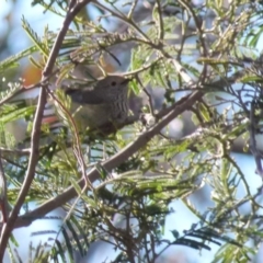 Acanthiza pusilla (Brown Thornbill) at Boro - 21 Sep 2021 by Paul4K