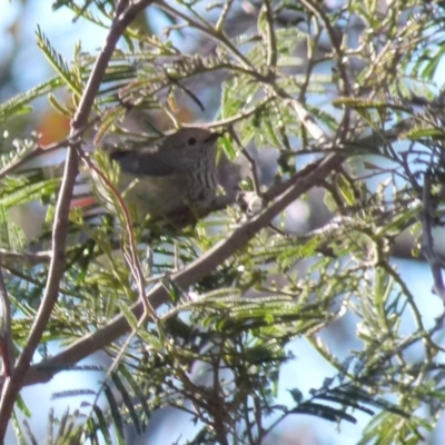 Acanthiza pusilla (Brown Thornbill) at Boro, NSW - 21 Sep 2021 by Paul4K