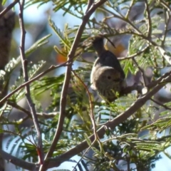 Acanthiza pusilla at Boro, NSW - 22 Sep 2021