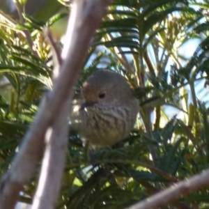 Acanthiza pusilla at Boro, NSW - 22 Sep 2021