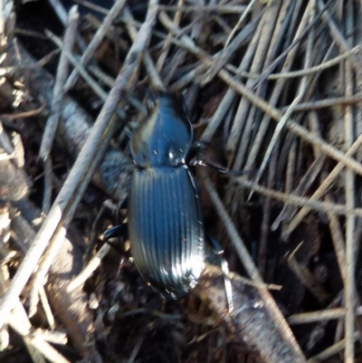 Pterostichini (tribe) (A Carabid beetle) at Boro, NSW - 22 Sep 2021 by Paul4K