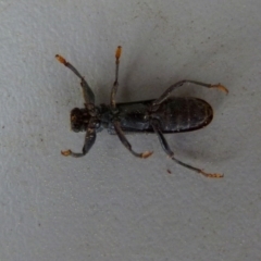 Eunatalis sp. (Genus) (A Clerid Beetle) at Boro, NSW - 22 Sep 2021 by Paul4K