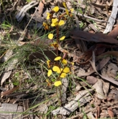 Diuris pardina (Leopard Doubletail) at Hall, ACT - 25 Sep 2021 by Rosie