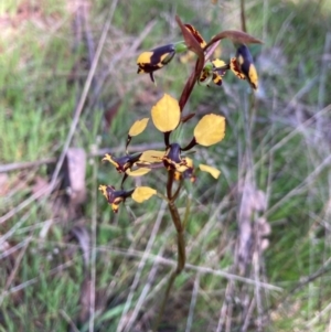 Diuris pardina at Hall, ACT - suppressed