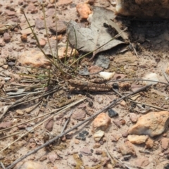 Coryphistes ruricola (Bark-mimicking Grasshopper) at Carwoola, NSW - 25 Sep 2021 by Liam.m