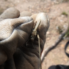 Coryphistes ruricola at Carwoola, NSW - suppressed