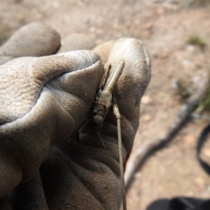 Coryphistes ruricola at Carwoola, NSW - suppressed