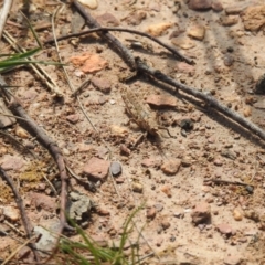 Coryphistes ruricola at Carwoola, NSW - 25 Sep 2021