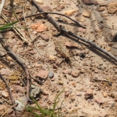 Coryphistes ruricola at Carwoola, NSW - suppressed
