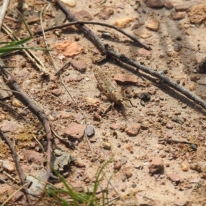 Coryphistes ruricola at Carwoola, NSW - 25 Sep 2021