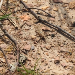 Coryphistes ruricola at Carwoola, NSW - suppressed